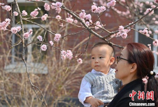 4月21日，游客在吉林大学南岭校区赏花。张瑶 摄