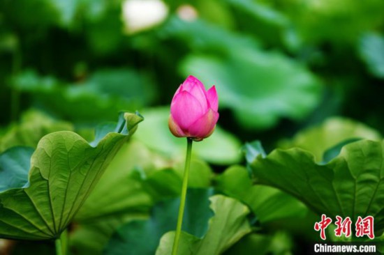 6月19日，时值一年毕业季，四川大学望江校区荷花池里的荷花盛开，成为了毕业生们的打卡圣地，吸引了众多毕业生拍照留念。图为含苞待放的荷花。中新社记者 安源 摄