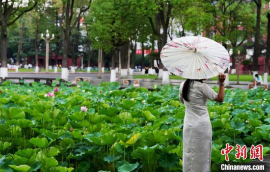 6月19日，时值一年毕业季，四川大学望江校区荷花池里的荷花盛开，成为了毕业生们的打卡圣地，吸引了众多毕业生拍照留念。图为毕业生在荷花池边拍照留念。中新社记者 安源 摄